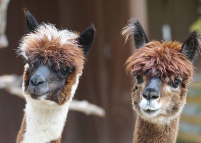 Alpaca farm
