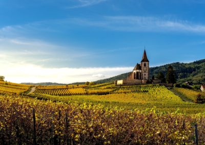 Riquewihr vineyard - Alsace