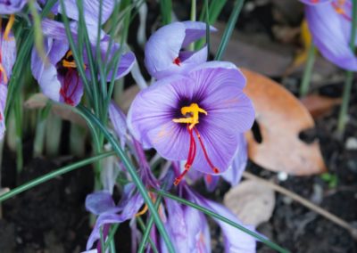 Saffron from Loire Valley