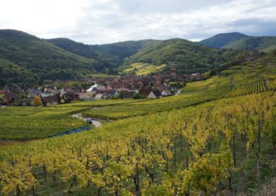 Vineyard Alsace- Valley