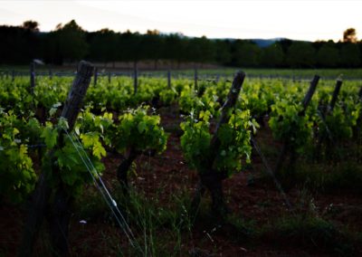 Vineyard Alsace - Riquewihr- Alsace