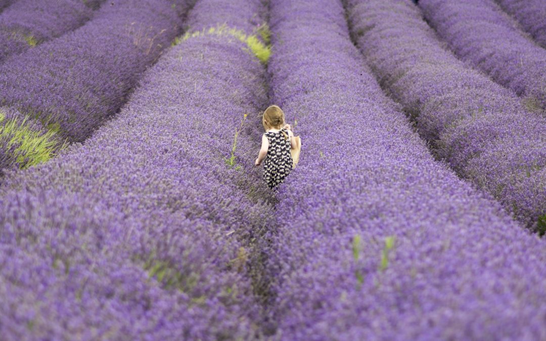 baby on a lavender field