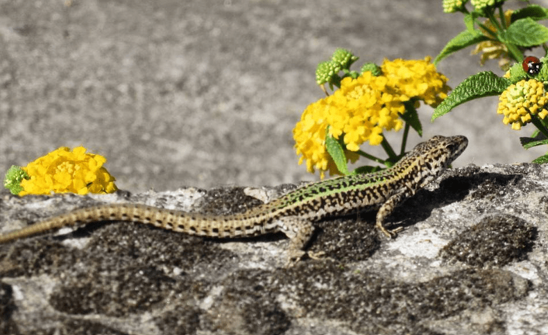 Kids on the Camino – Animal Spotting!