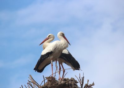 Stork - Alsace