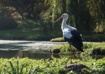 Stork on Alsace river