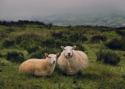 Sheep farm in Ireland