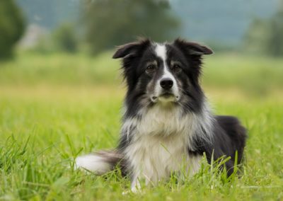 Sheepdog, border collie