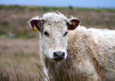 British Cattle
