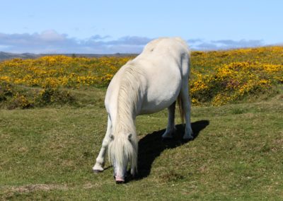 British poney- Cotswold Farm park
