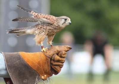 Killarney Falconry