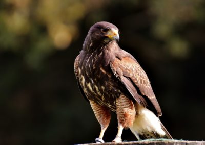 Falcon